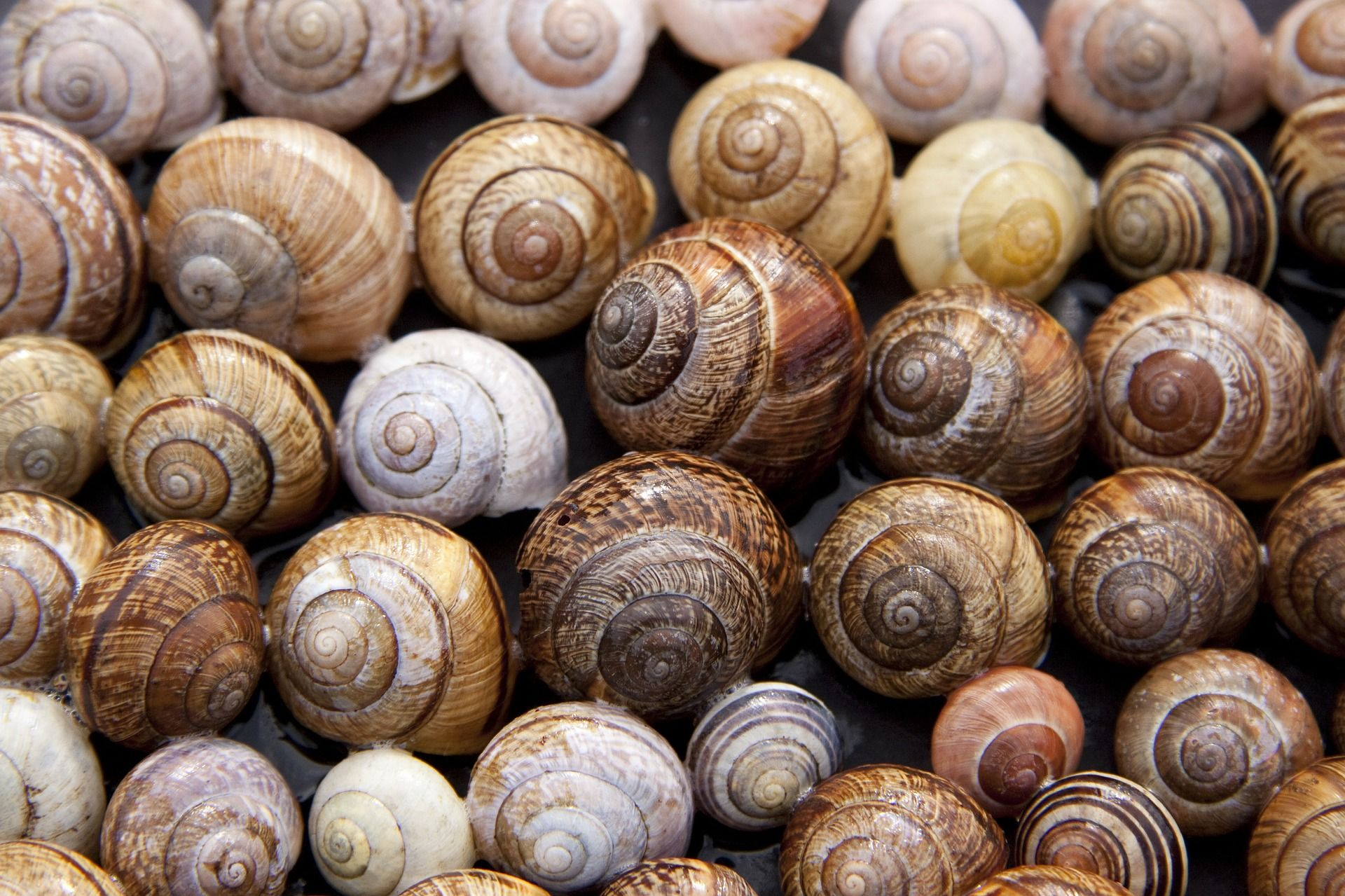 Close-up of snail shells